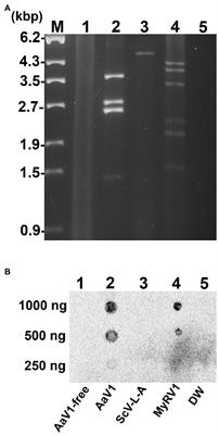 Unique Terminal Regions and Specific Deletions of the Segmented Double-Stranded RNA Genome of <mark class="highlighted">Alternaria Alternata</mark> Virus 1, in the Proposed Family Alternaviridae